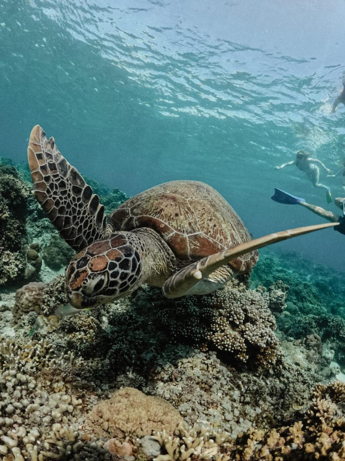 Tipsea Turtle Gili Air Hotel Kültér fotó